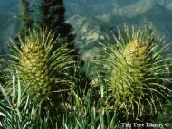 Abies bracteata