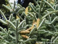 Abies cephalonica
