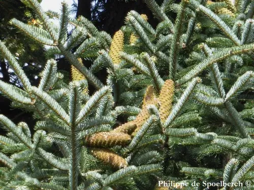 Abies cephalonica - ギリシアモミ, ギリシャモミ　   