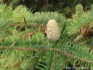 Abies chensiensis