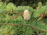 Abies chensiensis - センセイモミ - クリックして拡大する