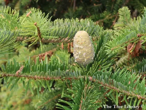 Abies chensiensis - センセイモミ
