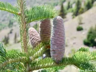 Abies cilicica
