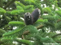 Abies delavayi - デラヴァイモミ - Click to enlarge