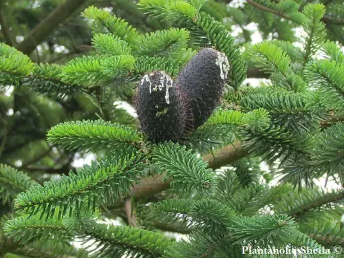 Abies delavayi - デラヴァイモミ