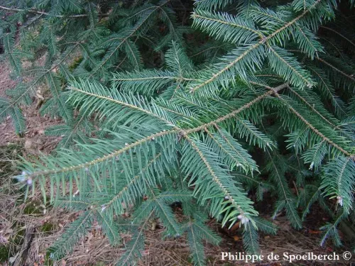Abies durangensis - ドゥランゴモミ