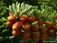 Abies equi-trojani