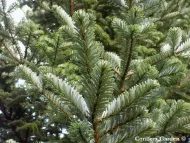 Abies fanjingshanensis