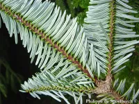 Abies fargesii - ハザンモミ - Click to enlarge