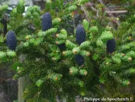 Abies fargesii var. faxoniana
