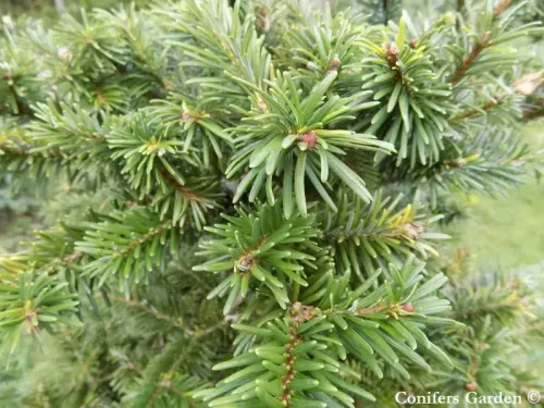 Abies forrestii var. ferreana