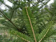 Abies firma