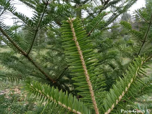 Abies firma - モミ