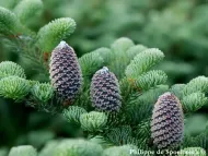 Abies fraseri