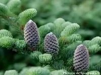 Abies fraseri - フラセリーモミ - クリックして拡大する