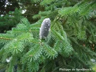 Abies gamblei 