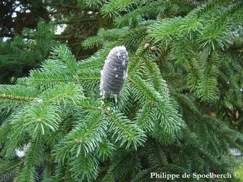 Abies gamblei 