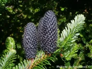 Abies forrestii var. georgei 