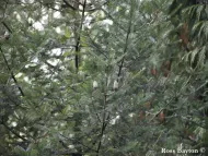 Abies guatemalensis