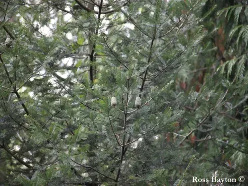 Abies guatemalensis - グァテマラモミ