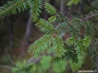 Abies hickelii - ヒッケルモミ - Click to enlarge