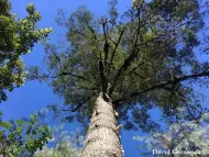 Abies hidalgensis
