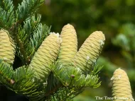 Abies holophylla