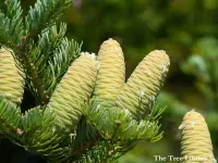 Abies holophylla - チョウセンモミ, マンシュウモミ - クリックして拡大する