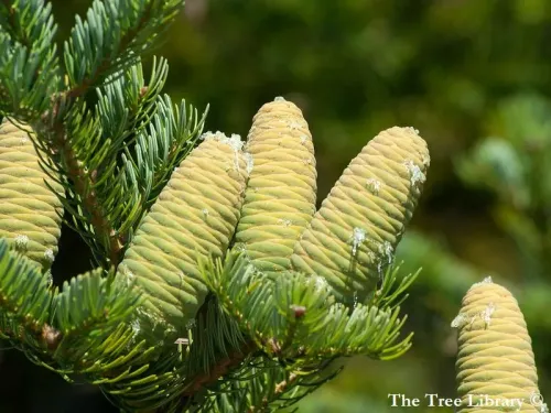 Abies holophylla - チョウセンモミ, マンシュウモミ