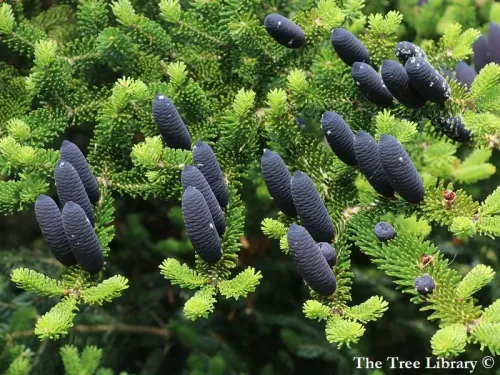 Abies homolepis - ウラジロモミ