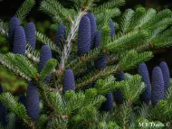 Abies koreana