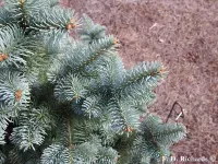 Abies lasiocarpa var. arizonica - アリゾナモミ, ニューメキシコモミ - クリックして拡大する