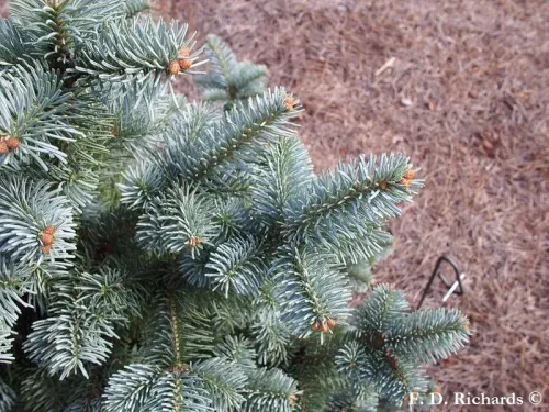 Abies lasiocarpa var. arizonica - アリゾナモミ, ニューメキシコモミ
