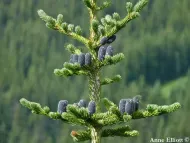 Abies lasiocarpa 