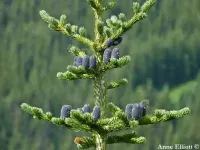 Abies lasiocarpa - アルプスモミ , ミヤマバルサムモミ - クリックして拡大する