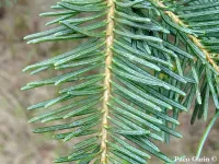 Abies concolor var. lowiana - シエラホワイトモミ - クリックして拡大する