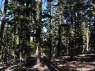Abies magnifica var. shastensis