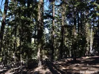 Abies magnifica var. shastensis - シャスタアカモミ - Click to enlarge