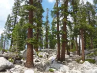 Abies magnifica