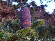 Abies mariesii