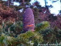 Abies mariesii - オオシラビソ, オオシラベ - クリックして拡大する