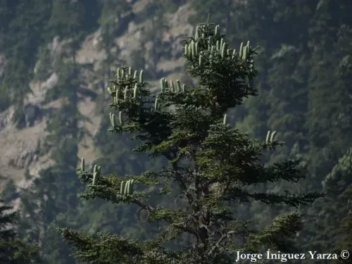 Abies pinsapo var. marocana - モロッコモミ
