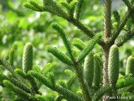 Abies nebrodensis 