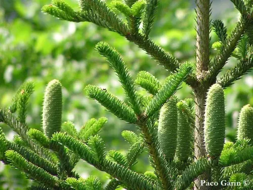 Abies nebrodensis - シチリアモミ