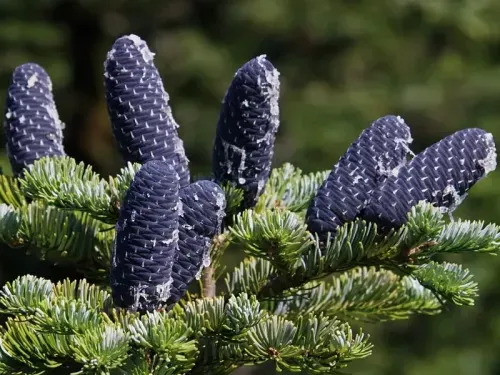 Abies nephrolepis - トウシラベ