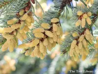 Abies nordmanniana - コーカサスモミ, ノルドマンモミ - クリックして拡大する