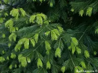 Abies pindrow - ヒマラヤモミ - クリックして拡大する