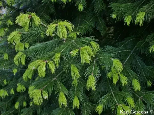 Abies pindrow - ヒマラヤモミ
