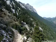 Abies pinsapo