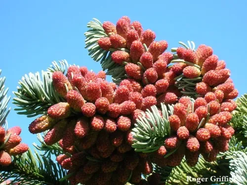 Abies procera - ノーブルモミ